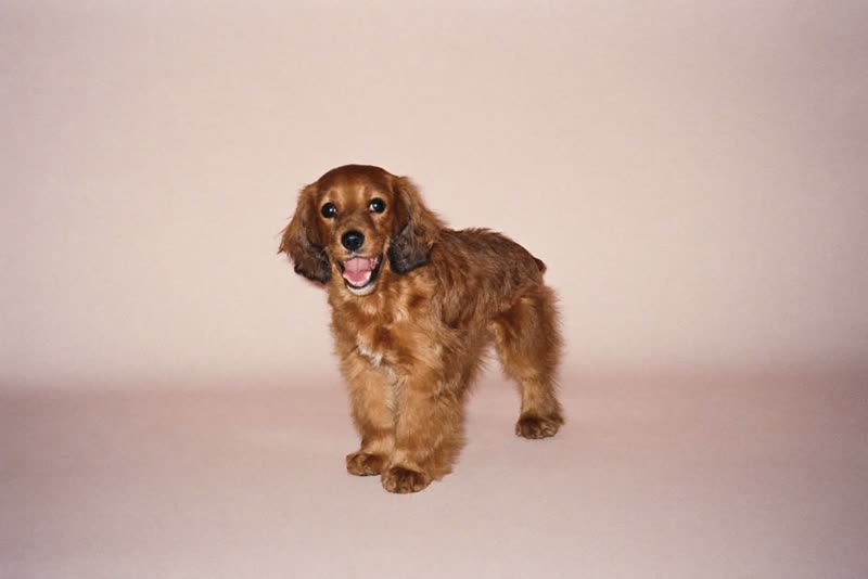 A cockapoo mid-groom on a pale pink backdrop
