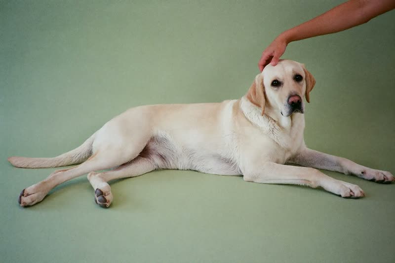 An older Labrador being brushed