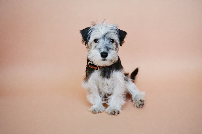 A wire-haired terrier after a hand strip