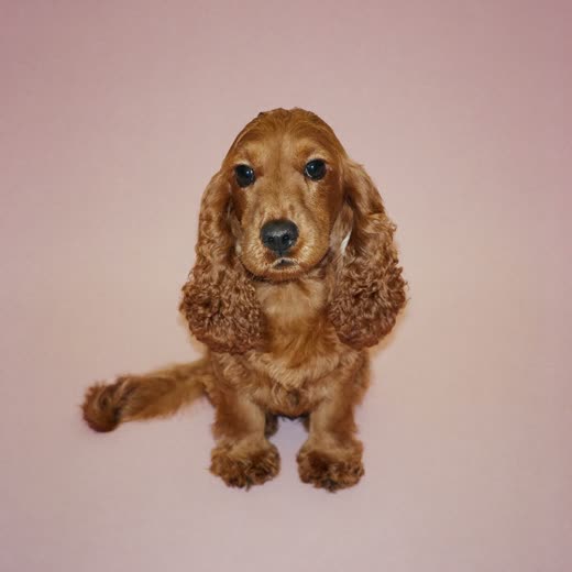 A freshly bathed cockapoo on a pale pink backdrop