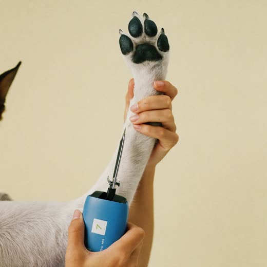 A dog's paw during a nail clip